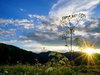 01.002.Castelluccio : Pflanzen, Slowenien, Sonnenuntergänge