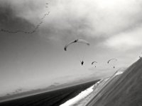 06.017.Namibia : Namibia, Vögel