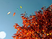 10.002.Achensee : Gleitschirmfliegen, Herbst